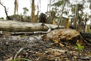 Deforestation, climate change, deforestation effects, deforestation causes, deforestation monsoons, deforestation india, global warming