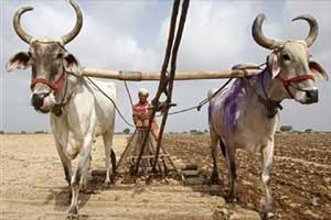 Beef ban, beef ban in India, beef ban in india 2015, beef ban in maharashtra, farmers, ban on slaughtering cows, Maharashtra, Narendra Modi, Narendra Modi news, Bharatiya Janata Party Beef ban, beef ban in India, beef ban in india 2015, beef ban in maharashtra, farmers, ban on slaughtering cows, Maharashtra, Narendra Modi, Narendra Modi news, Bharatiya Janata Party