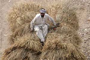 fodder crops, fodder crops in india, fodder crops in rajasthan, fodder crops for cattle, jau, barley, cows, buffaloes, camels, beer, Foster beer, Haywards 5000, Rajasthan, Haryana, Madhya Pradesh, Uttar Pradesh