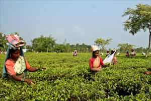 tea output, tea exports, pakistan
