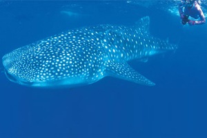 Western Australia prepares for whale shark swim tour season Western Australia prepares for whale shark swim tour season