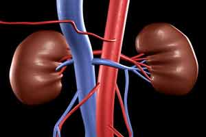 World Kidney Day, Sadhana Sheth, Siemens Healthcare, Chronic Kidney Disease, CKD, World Health Organization, International Diabetes Federation, Albumin to Creatinine Ratio, ACR, National Kidney Foundation, NKF