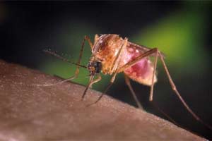 blood group, blood group types, blood group o, blood group malaria, malaria, malaria causes, malaria cure, malaria treatment, heath tips, health care