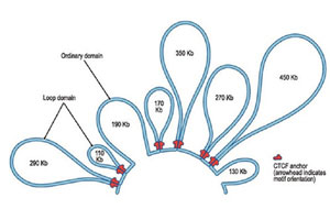 Nvidia GPU, Nvidia GPU boost, Nvidia GPU monitor, human genome, human genome project, human genome sciences, harvard university, research, science latest news