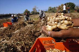 health, health tips, health care, peanut benefit, peanut uses, peanut nutrition facts, peanut nutrition