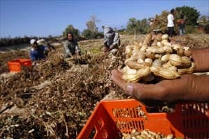 health, health tips, health care, peanut benefit, peanut uses, peanut nutrition facts, peanut nutrition