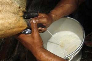 Cow milk, Buffalo milk, dairy products, milk price, milk price in India, Dairy Farmers, Dairy farmes milk price