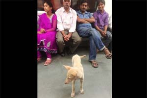 Delhi metro stray dog
