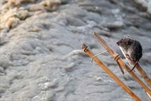 ngt, national green tribunal, godavari, godavari river, Kumbhmela, ngt panel, india news, nation news, pollution, pollution in india