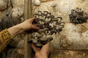 mushroom, mushroom may boost immunity, mushrrom benefits, mushroom side effects, health, health news, healthy diet
