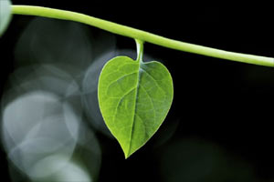 Artificial photosynthesis