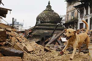 A dog and the ISAR group, Germany (International Search And Rescue) look through the rubble following Saturday's earthquake, in Kathmandu, Nepal, April 28, 2015. REUTERS A dog and the ISAR group, Germany (International Search And Rescue) look through the rubble following Saturday's earthquake, in Kathmandu, Nepal, April 28, 2015. REUTERS