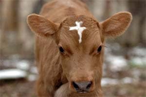 jammu and kashmir jammu and kashmir