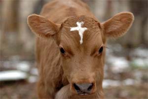 jammu and kashmir jammu and kashmir