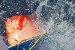 Move over, mammals and birds, and make room for a fish called the opah in the warm-blooded club. (Reuters)