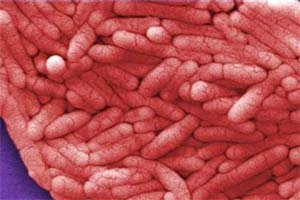 Body microbes
