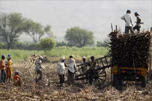 Sugarcane farmers in India