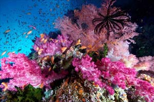 climate chnge coral reef