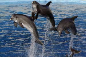 dolphins science news