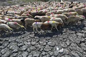 heat wave in andhra pradesh