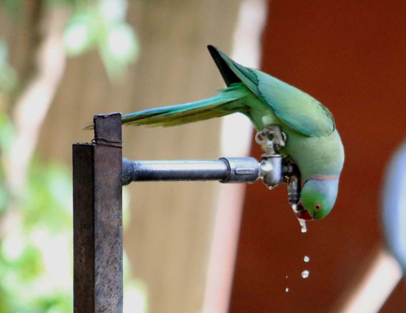 weather in india, weather in jaipur, parrot, weather