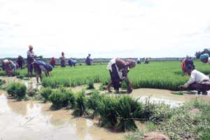 Farming