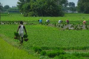 Plastic in agriculture