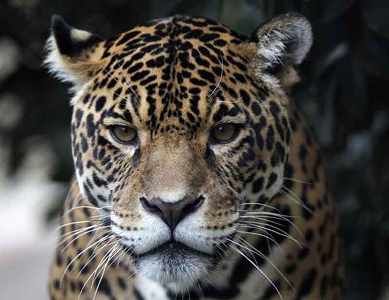 Jaguar in Dlehi Zoo