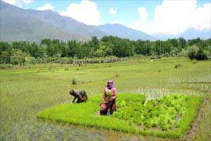 paddy prices paddy prices