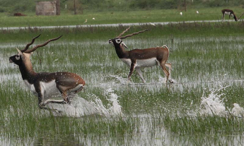 Monsoon 2015 MET IMD