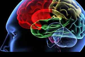brain