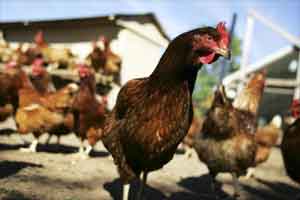 poultry industry in india