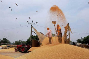 wheat production