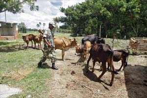 Cow, Beef, India, bangladesh, International Trade, Cattle, Livestock, Hinduism, Bhutan, Nepal, Religion, Belief, War, International relations Cow, Beef, India, bangladesh, International Trade, Cattle, Livestock, Hinduism, Bhutan, Nepal, Religion, Belief, War, International relations