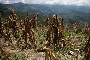 Global warming may eat up $200 bn crops globally by 2050: Study Global warming may eat up $200 bn crops globally by 2050: Study
