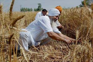 The Centre today warned Kerala and Tamil Nadu that foodgrains for distribution to above poverty line (APL) families would be provided at a higher rate to the states if they fail to implement the National Food Security Act (NFSA) at the earliest. (PTI) The Centre today warned Kerala and Tamil Nadu that foodgrains for distribution to above poverty line (APL) families would be provided at a higher rate to the states if they fail to implement the National Food Security Act (NFSA) at the earliest. (PTI)