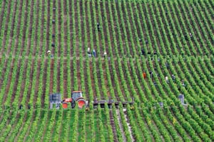 Champagne slopes, houses and cellars enters UNESCO world heritage list