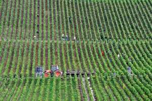 Champagne slopes, houses and cellars enters UNESCO world heritage list