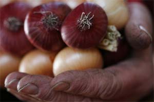 onion price