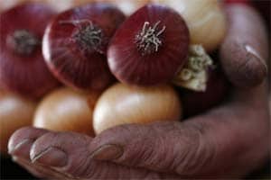 onion price