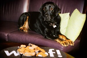 10 top pet-friendly hotels in New York City