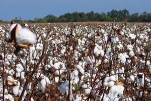 cotton price
