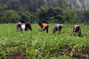 Budget 2016, Budget news, Budget latest news, subsidy, food subsidy, fertiliser subsidy, lpg subsidy, budget subsidy allocation, arun jaitley, jaitley food subsidy, budget session 2016, budget 2016 date, Union Budget 2016-17, Narendra Modi, business news