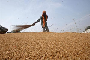 wheat production