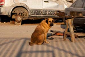 Dog breastfeeds human child Dog breastfeeds human child