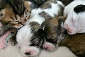 dogs and cats dogs and cats