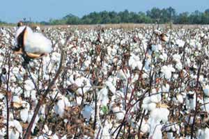 cotton crop