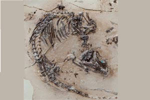 fossil fossil