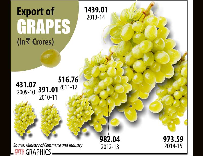 grapes export