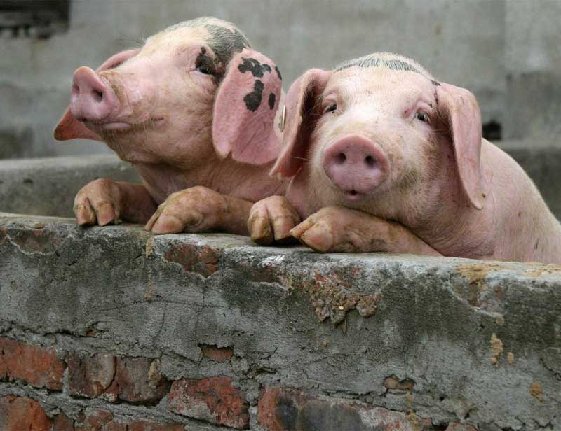 pigs